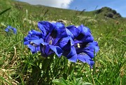 27  Genziana di Koch (Gentiana Kochiana) con Pulsatilla alpina sulfurea